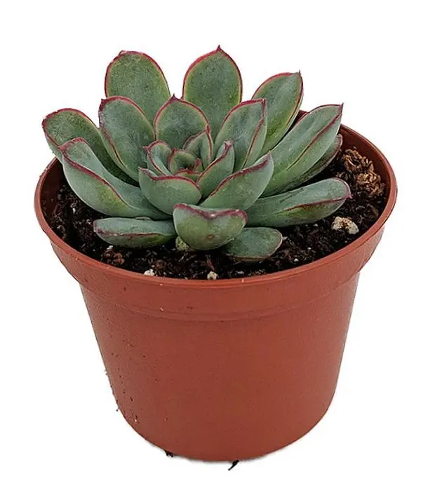 Red Tipped Desert Rose Succulent - Echeveria pulidonis - 2.5" Pot
