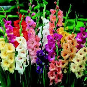 USA Made and Shipped from, Bulbs, (20) Attractive Flowers, Gladiolus, Mixed Color ,Gladioli Bulbs, Plants, Perennial