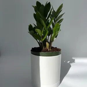 ZZ Plant 6" Houseplant Low Light Plant Easy to Care for Unique Leaves Indoor Home Decoration