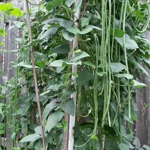 100+  Heirloom Green Long Bean Seeds - Asparagus Bean Noodle Pole Bean Seeds- Chinese Asian Green Vegetable Seeds for Planting
