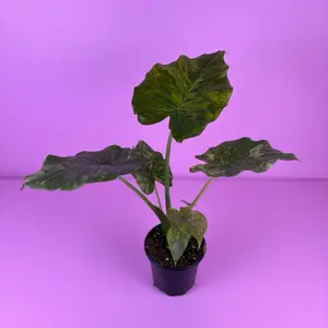 RARE Alocasia Gageana Aurea 4” | Aurea Variegated Alocasia | Collector Plant