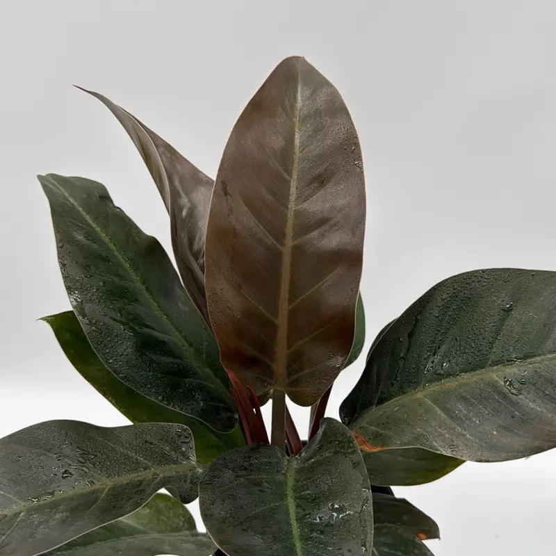 philodendron red - TikTok Shop