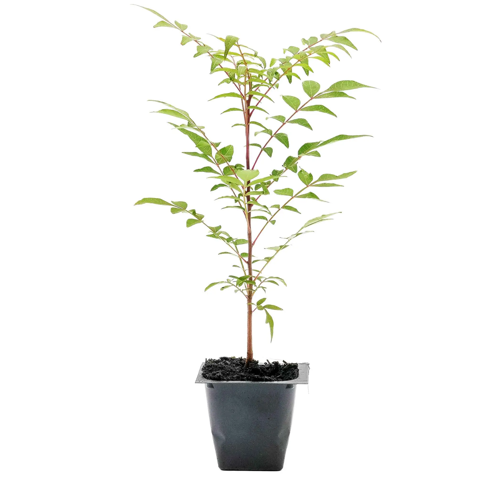 Chinese Pistache Tree Saplings (Pistacia Chinensis) in 2.5" Nursery Cubes