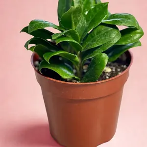 Dwarf ZZ Plant - Indoor Plant 4 Inch Potted with Vibrant Green Leaves and Durable Pot
