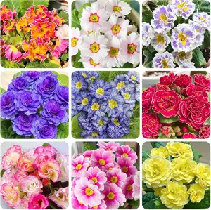 1000Pcs Primrose Seeds – Bright Early-Blooming Flowers for Gardens, Pots & Home Decor
