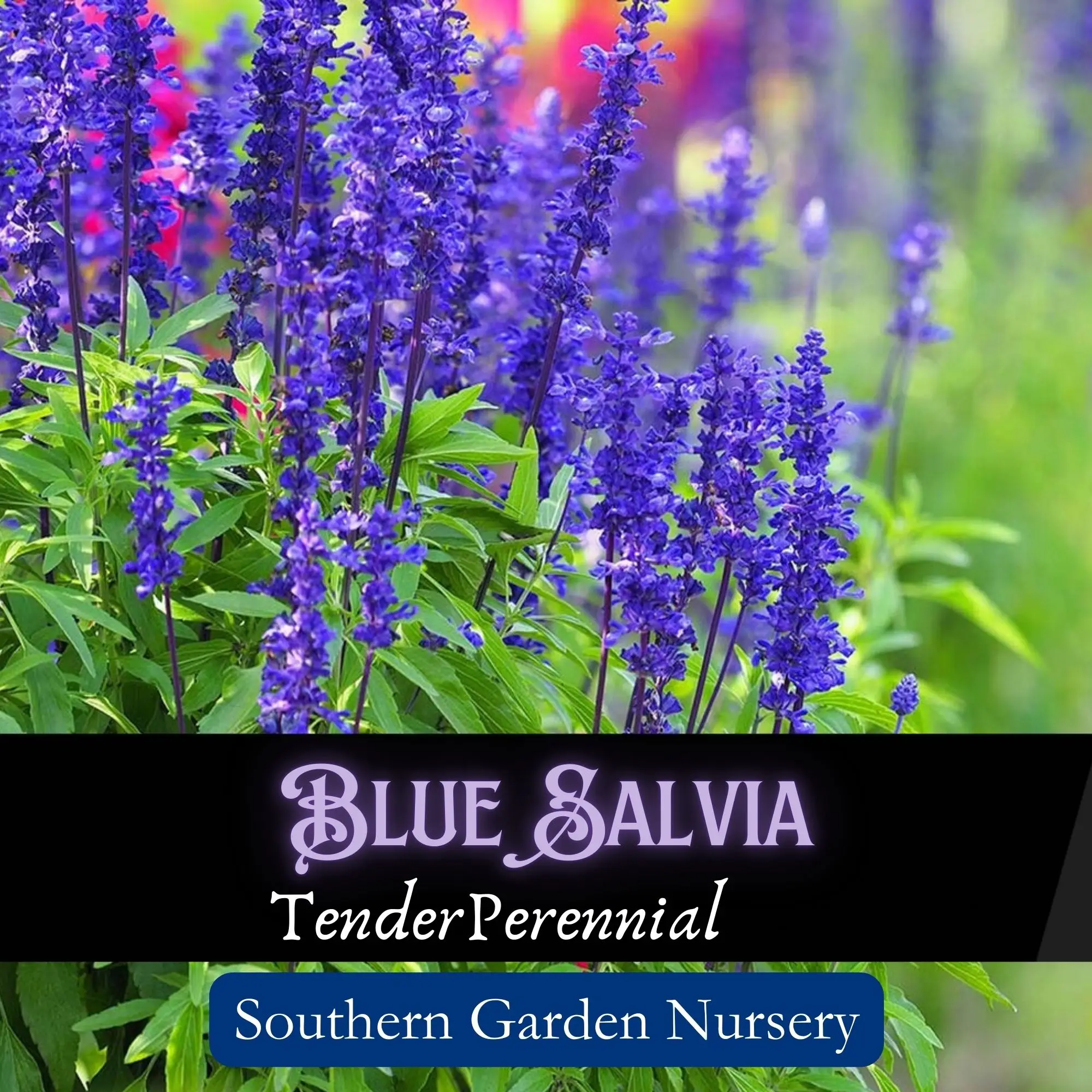 Blue Salvia Flower Seed Pack, Blue Sage, Salvia farinacea, Hummingbird & Butterfly Garden Essential for a Pollinator-Friendly Garden, Beautiful Perenn