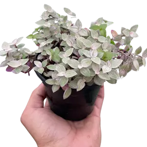 Tradescantia Callisia 'Pink Panther'