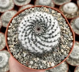 Mammillaria Chionocephall, Snowball Cactus, Powder Puff Cactus in 6" pot