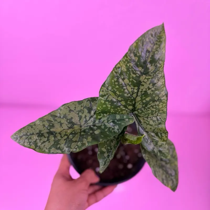 RARE Alocasia Shattered Glass 6” | Variegated Alocasia | Collector Plant