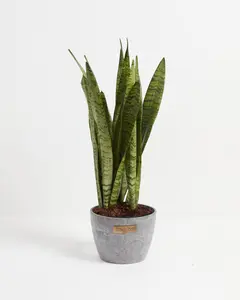 Sansevieria Zeylanica Snake Plant
