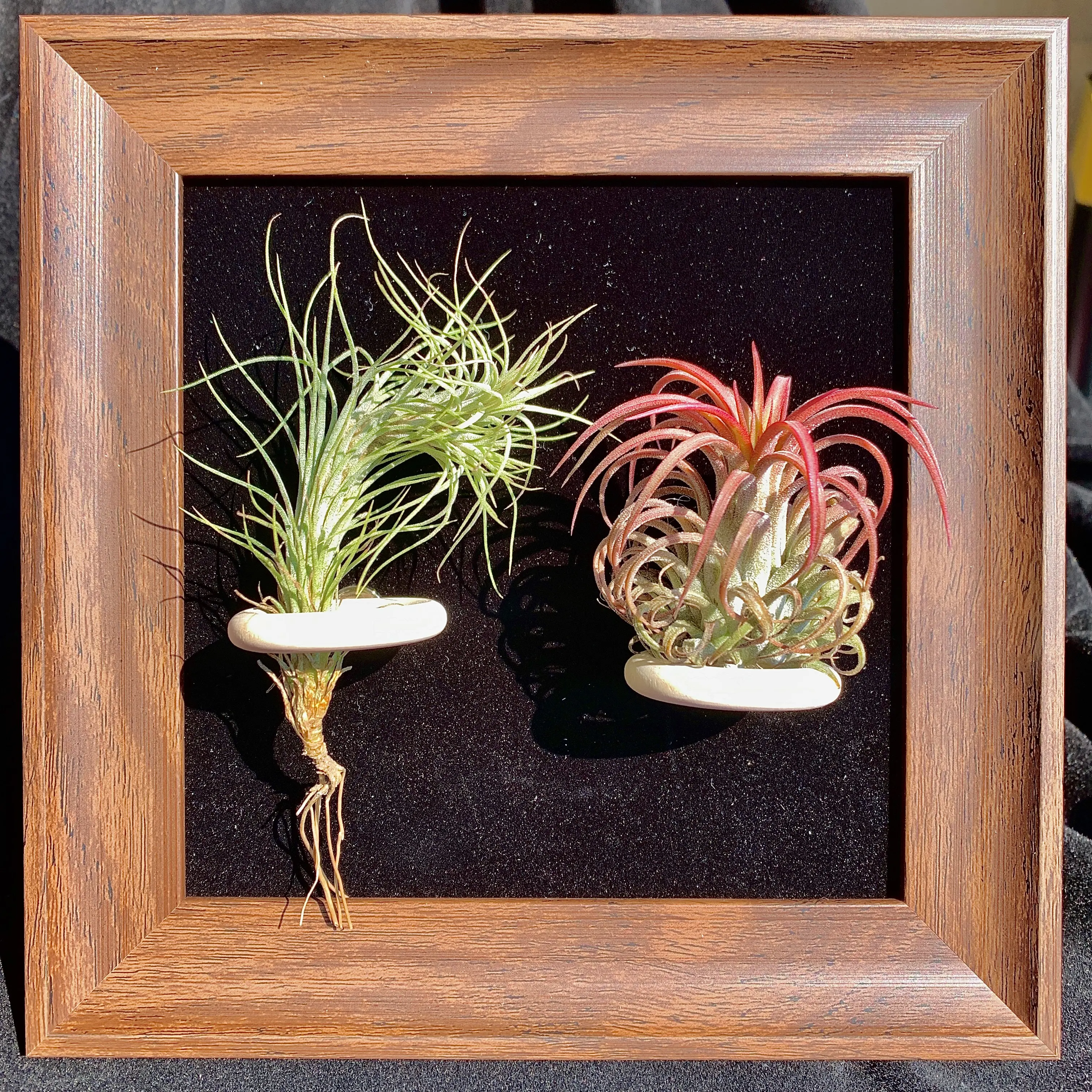 Black Frame -6"Plant (Floral EIF+Fox Tail Grass)