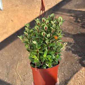 Goldfish Marlene 6 in pot Plant