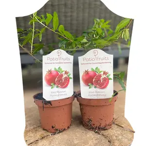 2 Pack of Red Russian Pomegranate Dwarf Patio Plant Fall Summer Fruit