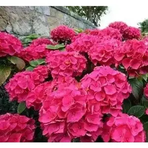 Hydrangea masja - 4" pot (Root established)