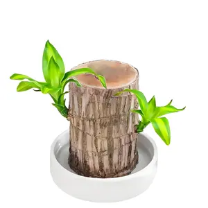 2026 New Brazilian Wood - Hydroponic and Potted Mini Lucky Money Tree with Tray, Table Decoration for Disguised Gifts
