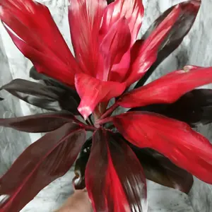 Calypso Queen Cordyline