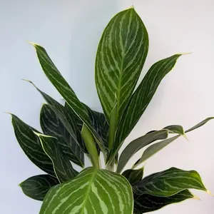Aglaonema night sparkle 5" pot Rare House Plant with Unique Leaves, Beginner-Friendly Care for Indoor Home Decoration