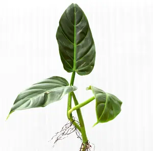 Philodendron subhastatum