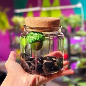 Large Moss Ball Terrarium with Obsidian Crystals, 4" Height, 4" Diameter, 1 lb, Glass Container Jar, Home Decor Plant Pet, Made in USA, Zebra Mussel-Free