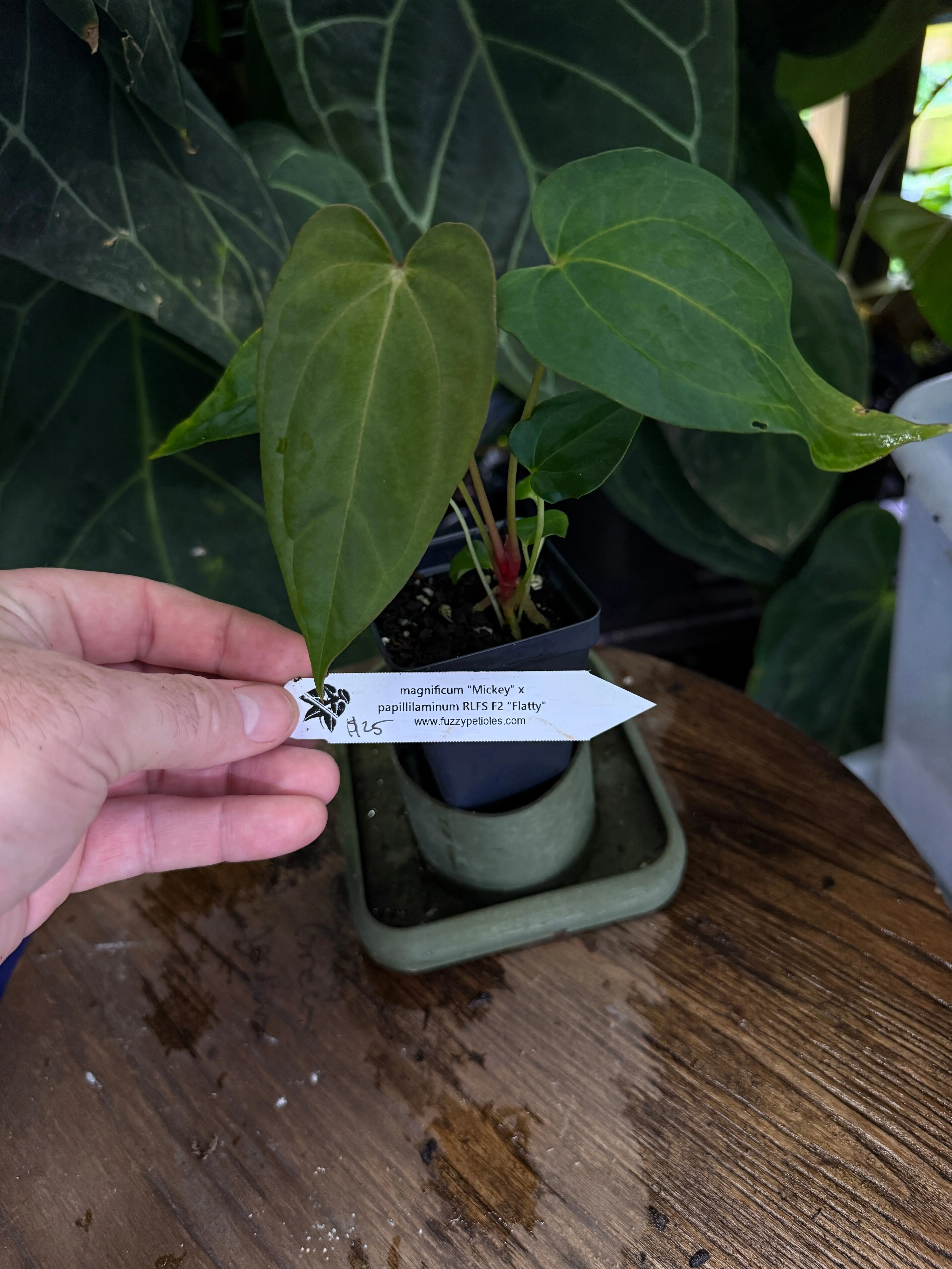 Anthurium magnificum "Mickey" x papillilaminum "Flatty"