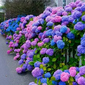 Blue Pink Purple Hydrangea - Beautiful and Hardy Perennial Flowers for Your Garden
