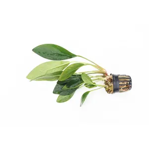 Anubias Congensis (Background Aquarium Plant)