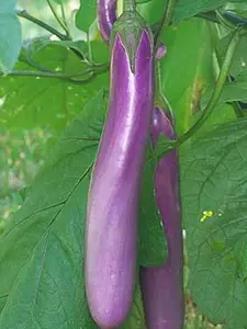 50+Chinese Eggplants Seeds Long Purple Eggplants Aubergine Asian Vegetable USA
