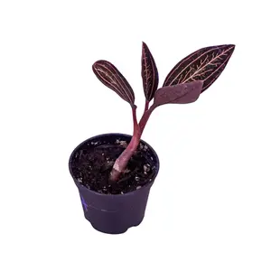 Ludisia Discolor JE04 Live Plant | Jewel Orchid | Velvet Foliage Orchid 2” Pot | Exact Plant