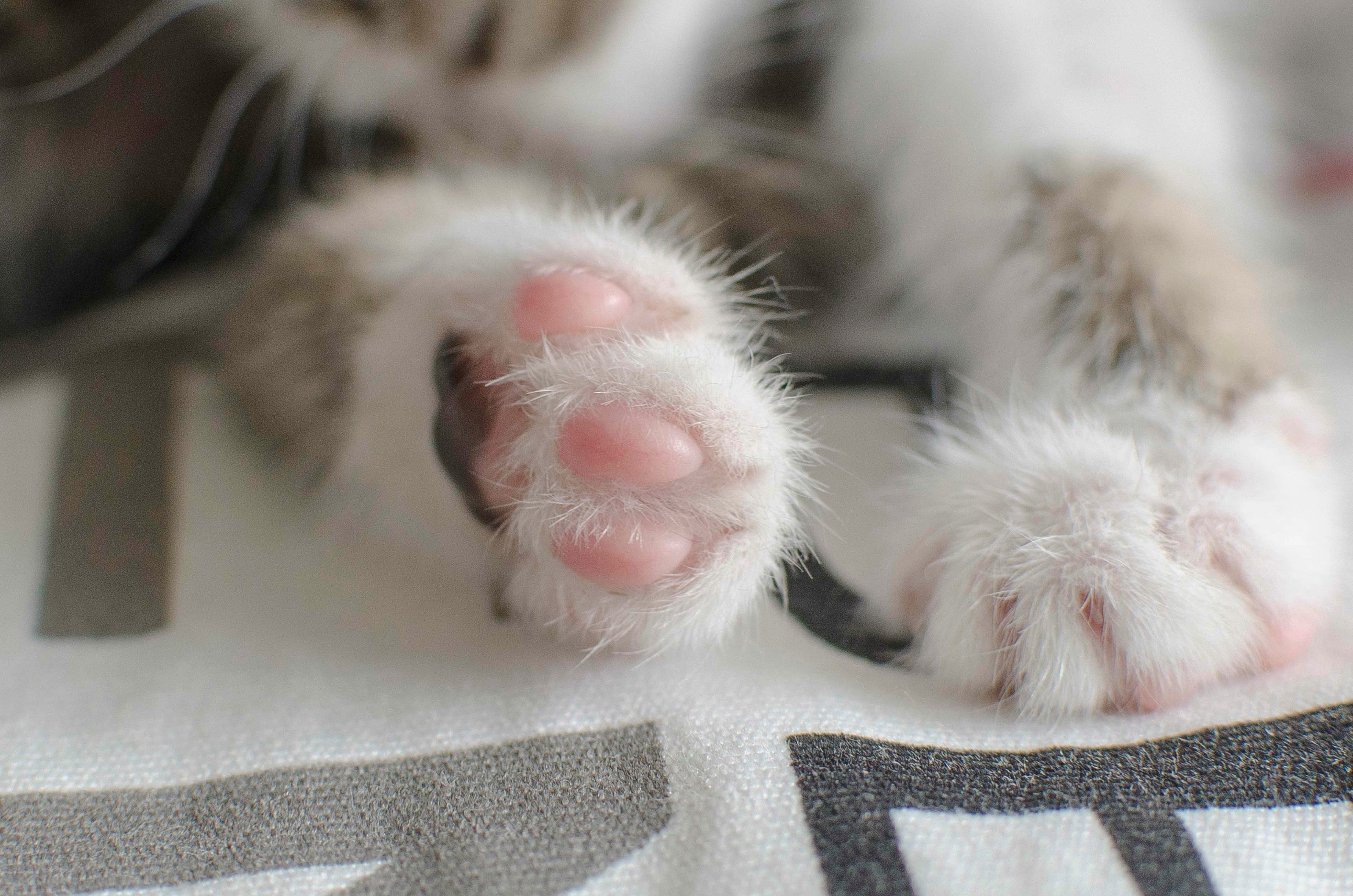 Blissful Cat Paw Butter – Moisturizing Balm for Dry Cat Paw Pads