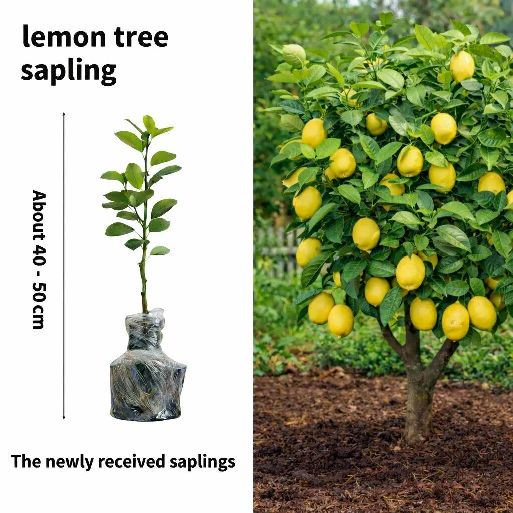 Live Lemon Tree in Pot – Real Citrus Plant for Indoor & Outdoor Use – Fast Growing, Fruit-Bearing Meyer Lemon for Home, Patio & Garden – Low Maintenance, Vibrant Greenery & Gardener Gift Live Lemon Tree in Pot – Real Citrus Plant for Indoor & Outdoor Use – Fast Growing, Fruit-Bearing Meyer Lemon for Home, Patio & Garden – Low Maintenance, Vibrant Greenery & Gardener Gift