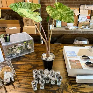 Alocasia Odora Batik Corms (mama plant not for sale)