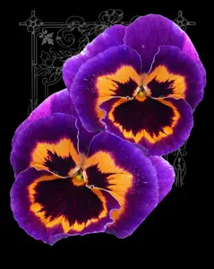 Joker Poker Face Pansy Seeds
