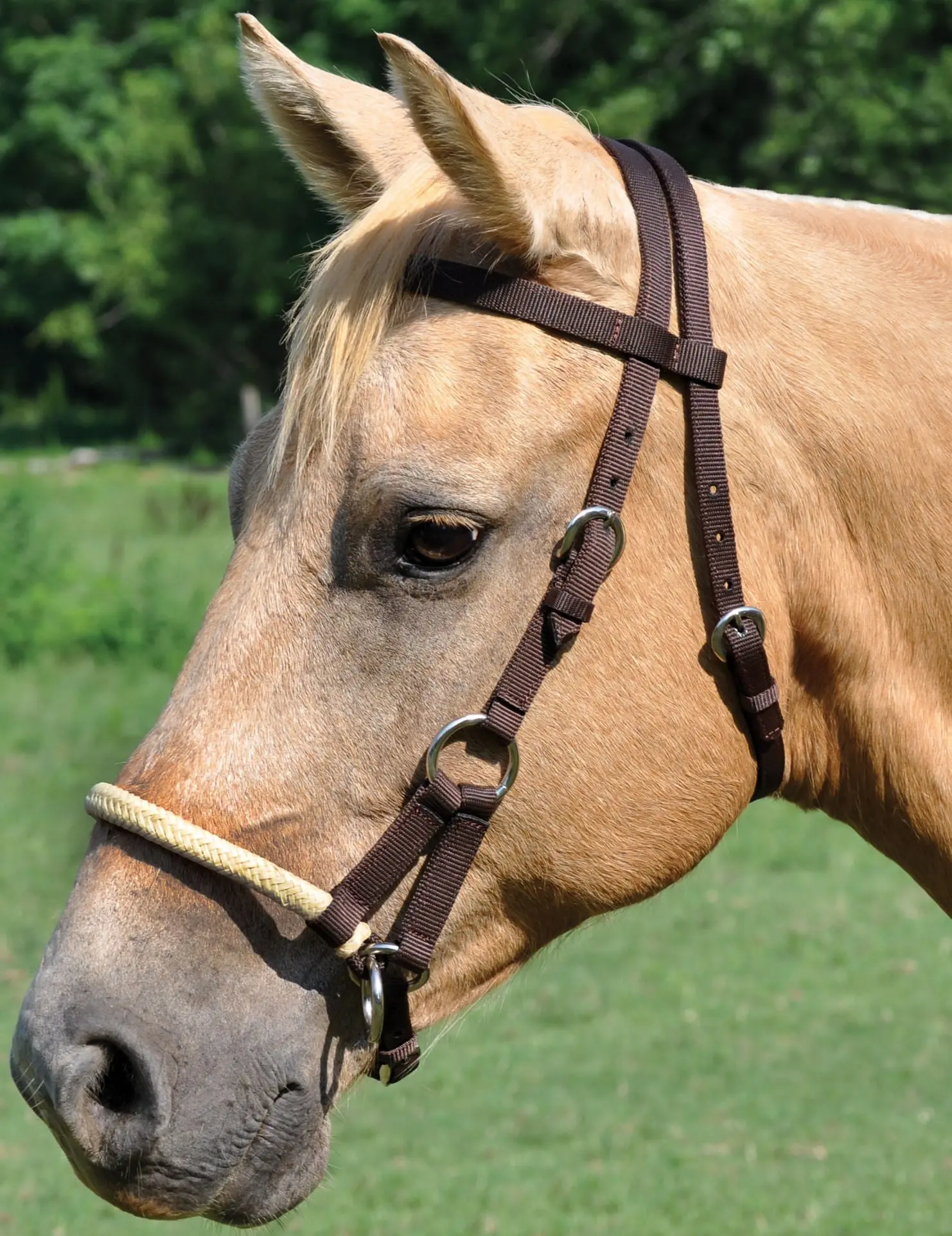 Mustang Sidepull Horse Bridle, 3/4"