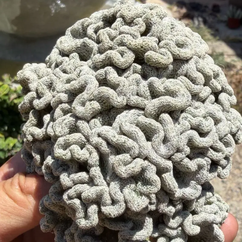 Crested hatchet cactus. Pelecyphora aselliformis f. cristata