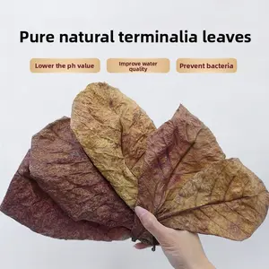 Pure Natural Terminalia Leaves 20 pcs for Aquarium Water Conditioning Lower pH Improve Quality Prevent Bacteria Ideal for Fish Tank Betta Turtle