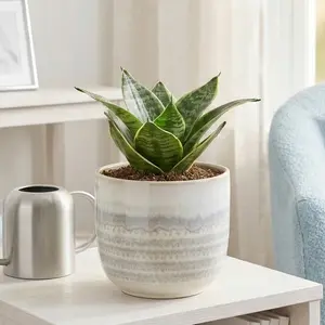 Snake Plant Black Robusta