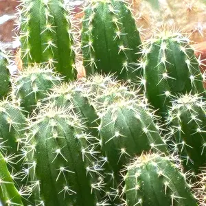 Mystery Cactus Seeds - 25 Seeds - Vendor’s Choice