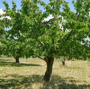 Cherry Tree Seedlings