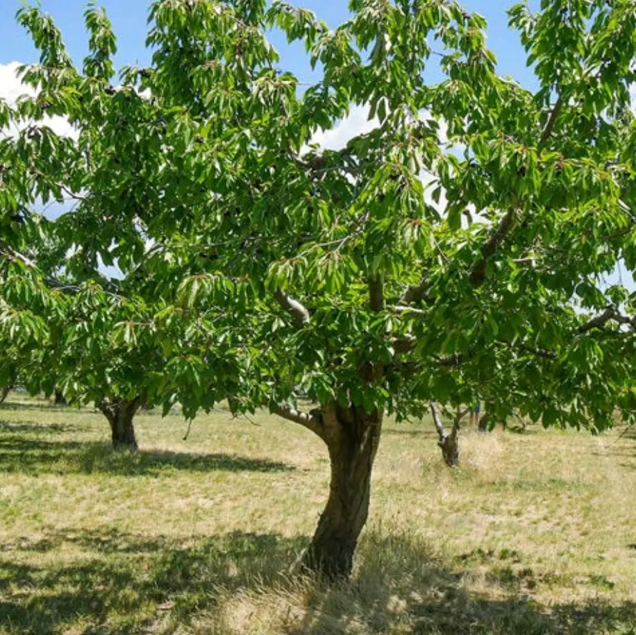 Cherry Tree Seedlings