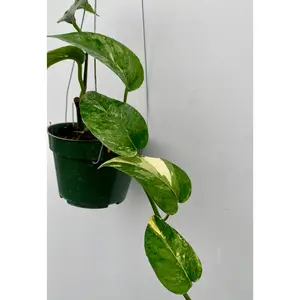 Epipremnum pinnatum variegated