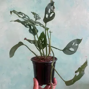 4 in monstera adansonii