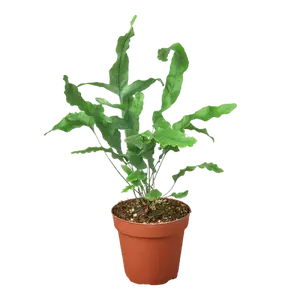 Fern 'Blue Star'