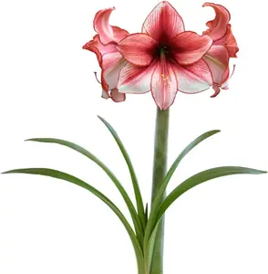 Amaryllis 'Temptation' Plant Bulb (1 Pack) - Red and White Flowering Blooms for Holiday Indoor & Outdoor Gardens