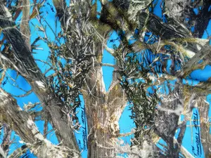 Printed Bullet Liverpool Textured True Timber Blue Green MC2 Camo Fabric U13