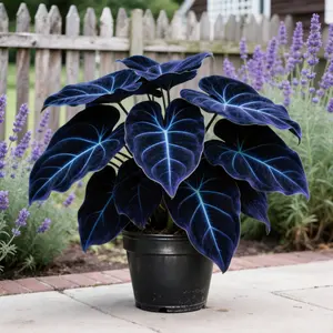 Black Purple Hosta Seeds Perennials with Deep Foliage Easy to Grow for Bold Garden all Season Striking Contrast Foliage Perfect for Shady Areas Vibrant Blooms