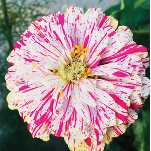 Organic Zinnia 'Peppermint Stick' Flower 50+ Seeds (Zinnia elegans) – Unique Striped Blooms – Pollinator Magnet & Eye-Catching Addition to Summer Garden Beds