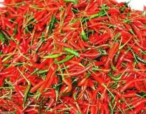 Hot Pepper Seeds - 'Small Red Chili'' - 1/2 oz Approximately 3,000 seeds