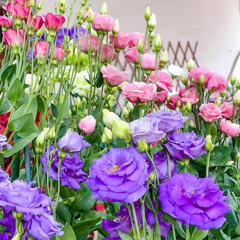 1000 Lisianthus Seeds - Mixed Color Perennial Lisianthus Seeds, Thornless Rose Seeds, Good for Planting, Wildflowers, Non-GMO, Gardens, Indoor Flowers