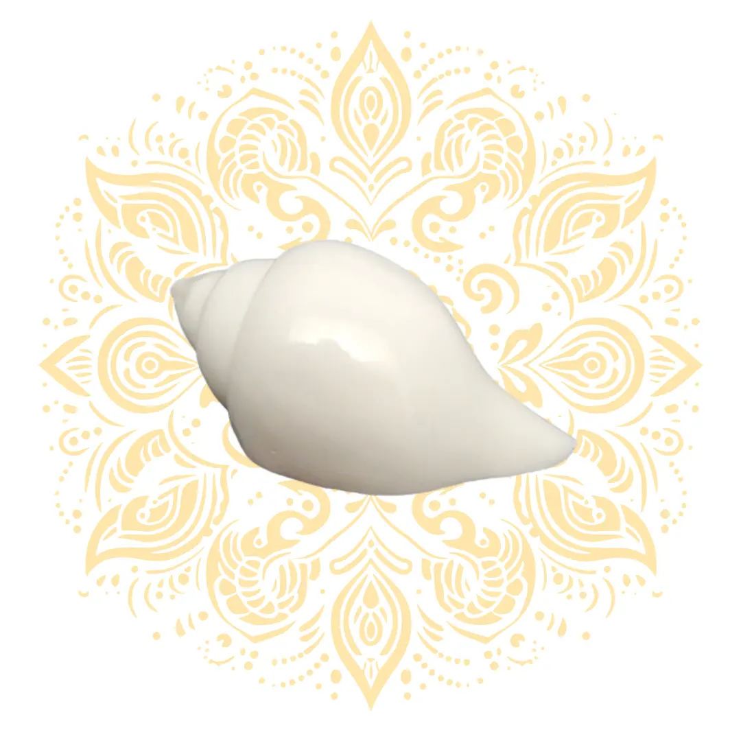 Small White Pouring Conch Shell (Jala Shankh) 4-5"