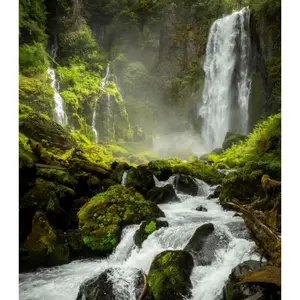 Rainforest - Premium Fragrance Oil